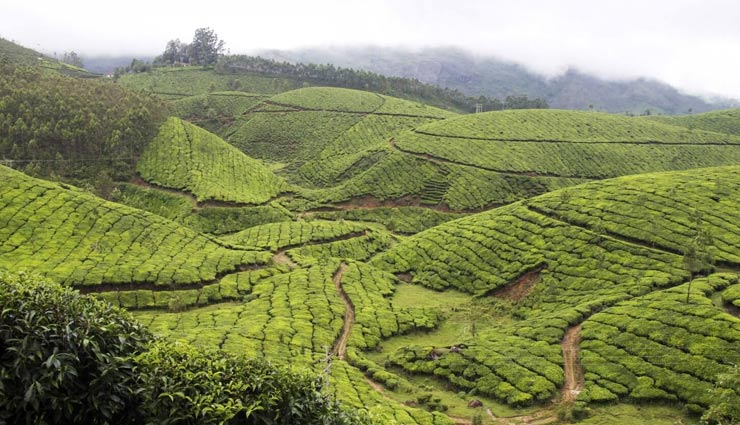 tea estates in india,famous tea estates,manohari tea estate,assam,nallathanni tea estate,munnar,glenburn-tea-estate-darjeeling,kolukkumalai tea estate,tamil nadu,glenlorna tea estate,karnataka