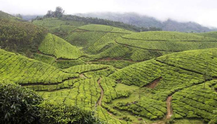 beautiful tea estates,famous tea estates in india,manohari tea estate,assam,nallathanni tea estate,munnar,glenburn tea estate,darjeeling,kolukkumalai tea estate,tamil nadu,glenlorna tea estate,karnataka