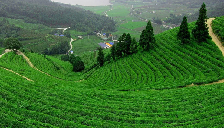 darjeeling,beautiful places in darjeeling,darjeeling travel,darjeeling travel guide