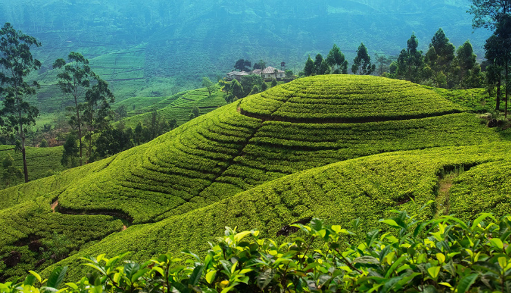 sri lanka,places to visit in sri lanka,climb to the top of sigiriya,have an ayurvedic experience,visit a tea plantation,ride the train through the hill country,catch a cricket match,visit both the buddhist temples and the hindu kovils,stay overnight in a national park,experience a poya ritual,eat a sri lankan breakfast,learn how to drape a saree or a sarong,have a meal with a sri lanka family,sri lanka tourism,tourist places,travel,holidays