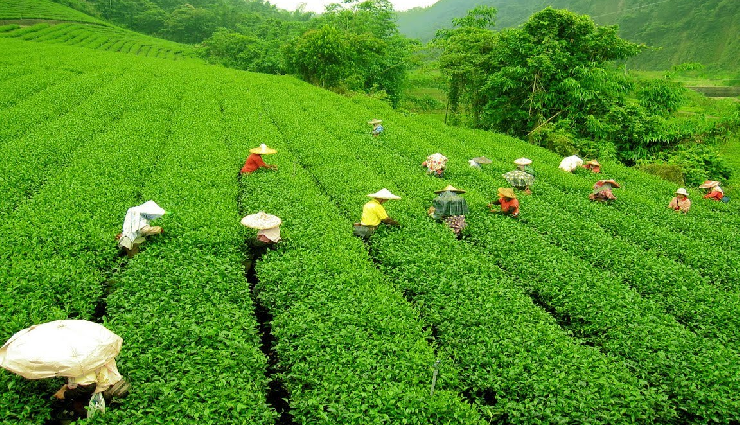 darjeeling activities,things to do in darjeeling,darjeeling attractions,darjeeling sightseeing,darjeeling experiences,explore darjeeling,top activities darjeeling,must-do in darjeeling,darjeeling adventure activities,darjeeling tourist spots,darjeeling outdoor adventures,darjeeling local attractions,darjeeling cultural experiences,darjeeling day trips,unique experiences in darjeeling,darjeeling nature activities,darjeeling mountain views,darjeeling heritage tours,darjeeling adventure sports,darjeeling hill station activities