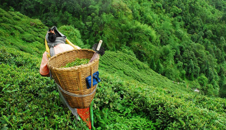 coronavirus update,tea growers in himachal,losses for tea growers,news,himachal pradesh