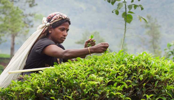 coronavirus update,tea growers in himachal,losses for tea growers,news,himachal pradesh