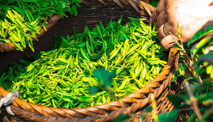 amazing uses of tea leaves,uses of tea leaves,benefits of tea leaves,tea leaves,used tea leaves,Health tips,household tips