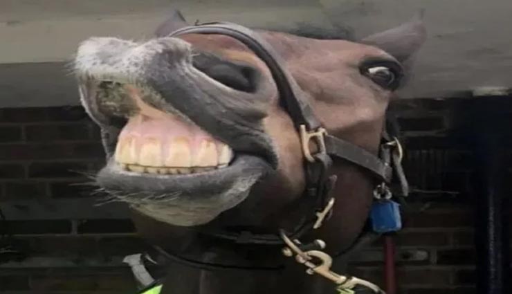 weird news,weird horse,uk police horse,tea lover horse