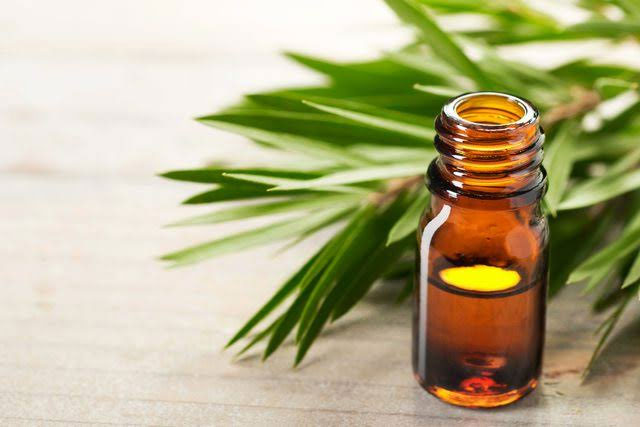 tea tree oil,beauty benefits of tea tree oil,hair care tips,beauty tips,skin care tips