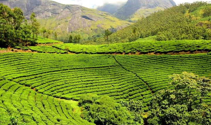 the beauty of these tea gardens of india will win your heart you will get to see the natural beauty,holiday,travel,tourism