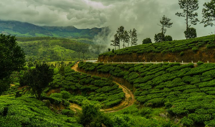 the beauty of these tea gardens of india will win your heart you will get to see the natural beauty,holiday,travel,tourism