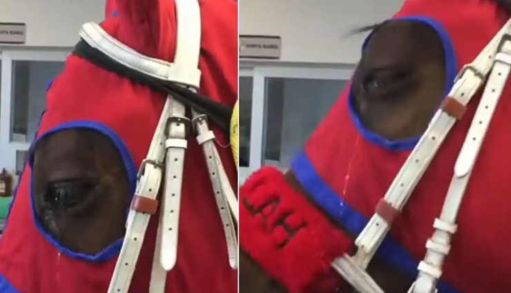 VIDEO : इस रोते हुए घोड़े को देख आपकी आंखें भी हो जाएगी नम!