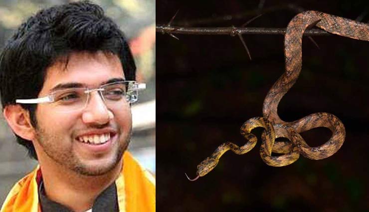 आखिर क्यों रखा गया सांप की नई प्रजाति का नाम शिवसेना प्रमुख उद्धव ठाकरे के बेटे तेजस पर, जानें वजह 