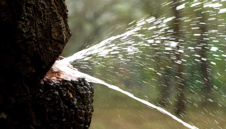 अनोखा पेड़ जिसे काटने पर निकलता हैं पानी, जिसने देखा रह गया हैरान