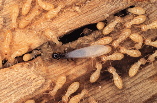 get rid of termite,home remedies