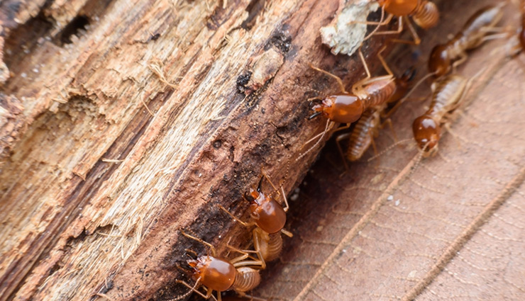 दीमक बनती जा रही है घर के लिए अभिशाप, इससे निजात पाने के लिए अपनाए ये उपाय 