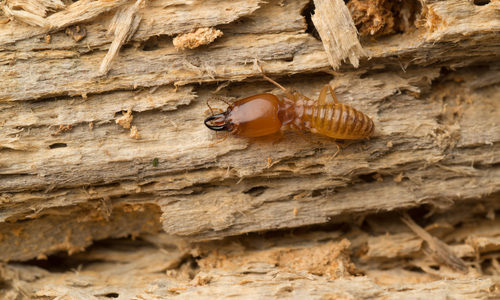 get rid of termite,home remedies ,दीमक, दीमक के उपाय, घरेलू उपाय, दीमक से छुटकारा, दीमक का इलाज 