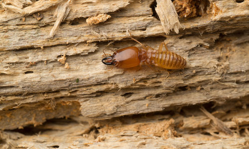 get rid of termite,home remedies