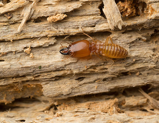 5 Easiest Ways To Get Rid of Termites From Furniture is Here