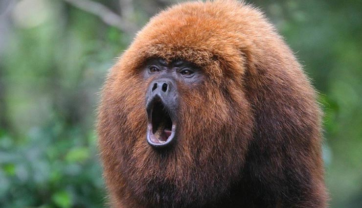 बंदरों का खेल बना सबके लिए आफत, बम बरसाकर किया लोगों को घायल