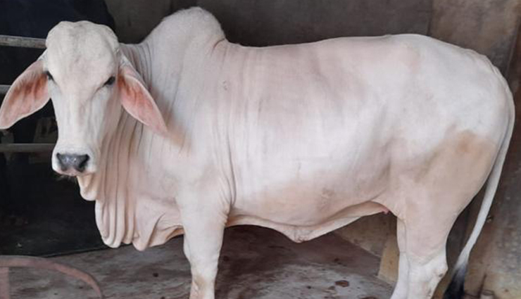 famous cow breeds in india,indian cow breeds,most popular cow breeds in india,famous cattle breeds of india,cow breeds in india and their characteristics,indigenous cow breeds of india,dairy cow breeds in india,cattle farming in india,famous indian cow breeds and their significance