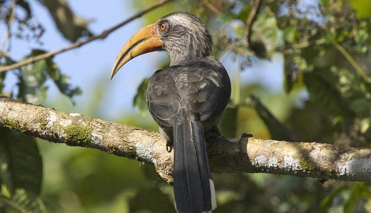 birdwatching spots in india,best places for birding in india,indian birding destinations,top birdwatching locations in india,prime birding spots across india,birdwatching sites in india,birding hotspots in india,indian birding trails,birding sanctuaries in india,must-visit birding places in india,indian birdwatching havens,birding paradises in india,indian birding sites for enthusiasts,prime birding destinations in india,indian birding hotspots and trails,birdwatching sanctuaries in india,lesser-known birding spots in india,birding locales across india,birding areas in diverse indian landscapes,india diverse birding habitats,popular birding spots in india wilderness,exclusive birding locations in india