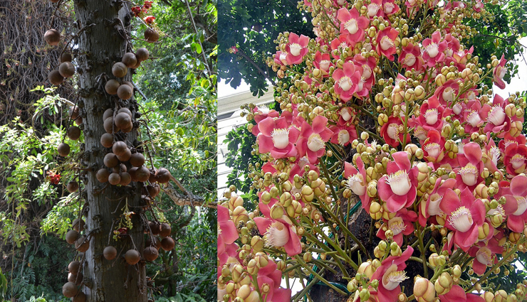 travel,5 most beautiful as well as unique tree in the world,amazing tree around the world,unique tree around the world,beautiful tree