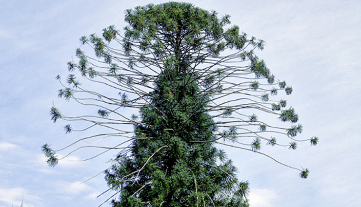 travel,5 most beautiful as well as unique tree in the world,amazing tree around the world,unique tree around the world,beautiful tree