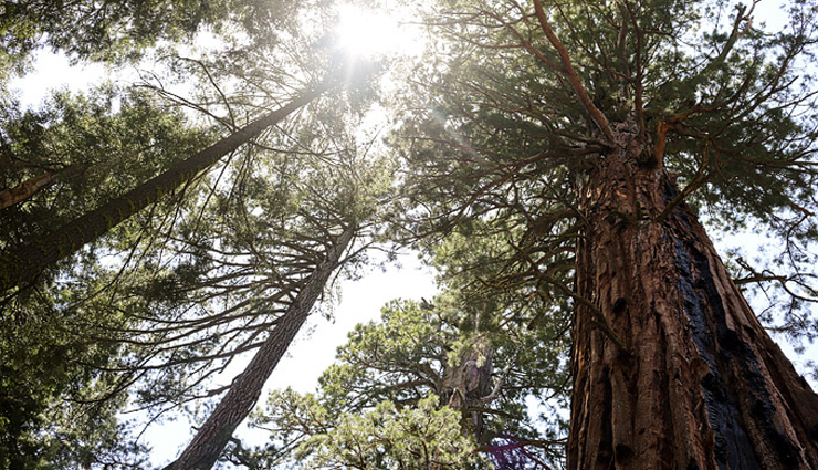 travel,5 most beautiful as well as unique tree in the world,amazing tree around the world,unique tree around the world,beautiful tree