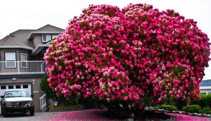 travel,5 most beautiful as well as unique tree in the world,amazing tree around the world,unique tree around the world,beautiful tree