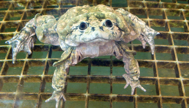 species that ended because of humans,extinct species,silphium,black rhinoceros,citropsis sex tree,sperm whales,the scrotum water frog