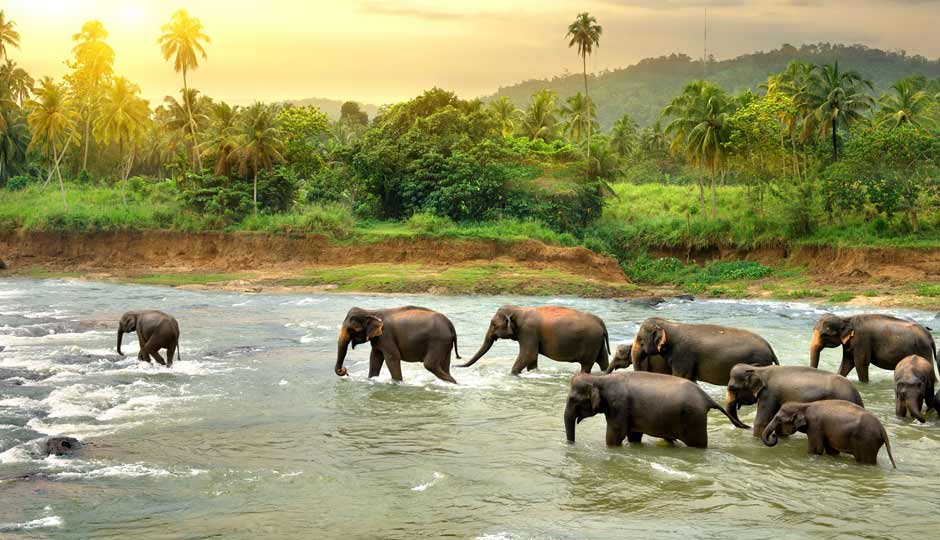 10 Things you Can Enjoy in Thekkady, Kerala