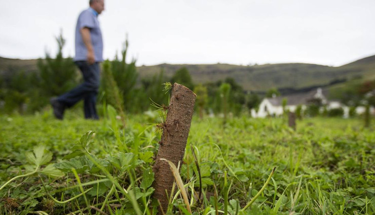 Thieves chop down fundraiser Christmas trees 