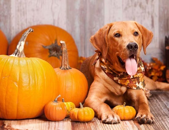 5 Food Your Dog Loves To Eat