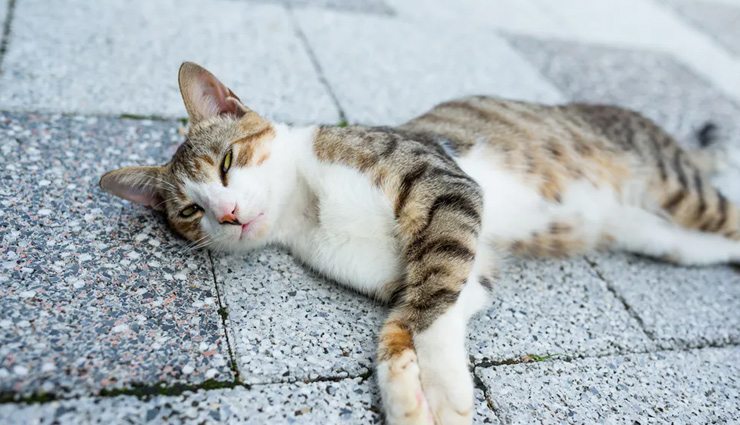 chewing gum,firecrackers,e-cigarettes,shisha,public nudity,owning or trading exotic animals,taking durian onto public transportation,gathering in groups of more than 3 people,purchasing alcohol,cats in residential flats,singapore,things that are strictly banned in singapore,things banned