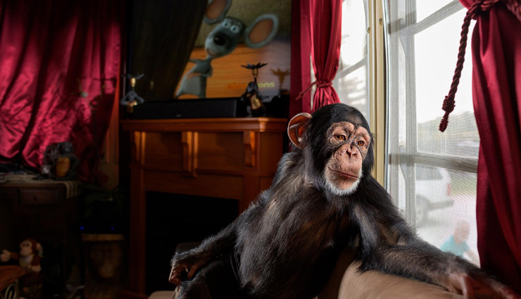 chewing gum,firecrackers,e-cigarettes,shisha,public nudity,owning or trading exotic animals,taking durian onto public transportation,gathering in groups of more than 3 people,purchasing alcohol,cats in residential flats,singapore,things that are strictly banned in singapore,things banned