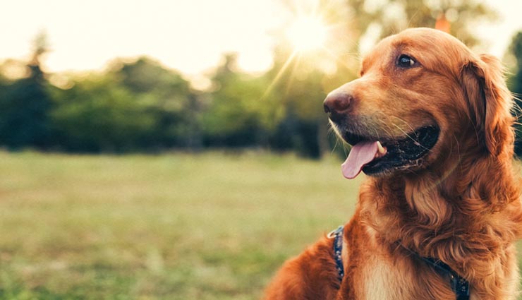 dogs,relationship,cancer,pregnancy,sadness,earthquakes,storms