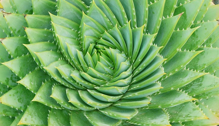 hanging these 6 pictures in home will bring bad luck,tajmahal photo,scenes of the mahabharata war,pictures of thorny plants,fragmented sculptures or photographs,sinking boat or ship,porn images