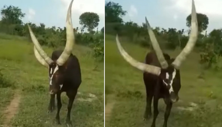 तीन सींग वाले इस सांड का वीडियो कर रहा सभी को हैरान, आप भी रह जाएंगे दंग 