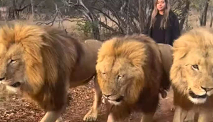 खुले तीन बब्बर शेरों के साथ बिंदास टहलती दिखी महिला, वीडियो देख लोगों के उड़े होश