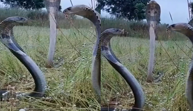 एक साथ फन फैलाए बैठे दिखे तीन कोबरा, लोग बोले- अहम मीटिंग चल रही है; देखें वायरल वीडियो