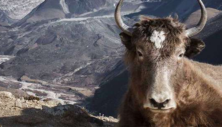 national parks in bhutan,wildlife sanctuaries in bhutan,bhutan natural wonders: national parks and wildlife sanctuaries,explore bhutan national parks and wildlife sanctuaries,nature retreat: national parks and wildlife sanctuaries in bhutan,bhutan biodiversity hotspots: national parks and wildlife sanctuaries,discovering wildlife in bhutan national parks,get close to nature in bhutan wildlife sanctuaries,bhutan travel: must-visit national parks and wildlife sanctuaries,conservation and adventure: bhutan national parks and wildlife sanctuaries