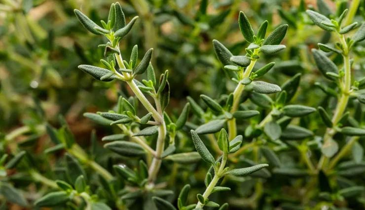 keep these things at home,some first aid we should keep at home,first aid,Health tips,essentials to keep at home,healthy living,aloe vera,witch hazel,arnica,honey,calendula,thyme