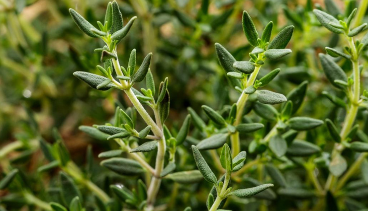 6 Well Known Beauty Benefits of Thyme