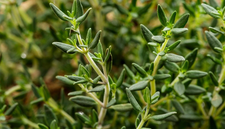 anti-aging herbs for skin,herbs to combat skin aging,natural remedies for youthful skin,herbs for anti-aging skincare,fighting skin aging with herbs,herbal solutions for youthful appearance,best herbs to prevent skin aging,age-defying herbs for skin,herbal remedies for ageless skin,incorporating herbs in anti-aging routine