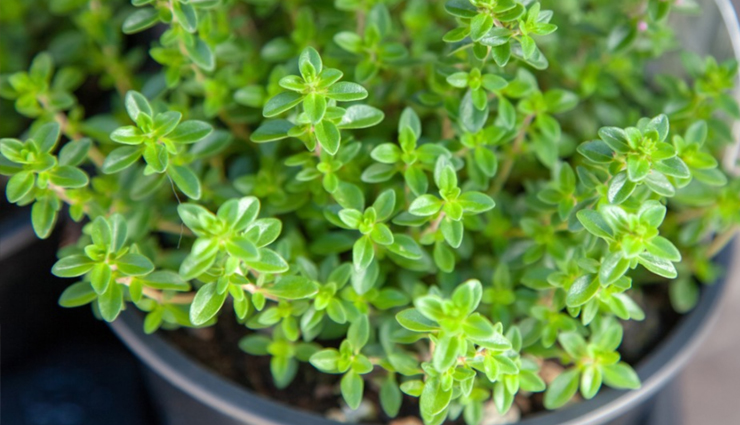 cough,cough problem,tips to get relieve from cough,cough care tips,tips to get rid of cough,Health,Health tips,health care tips