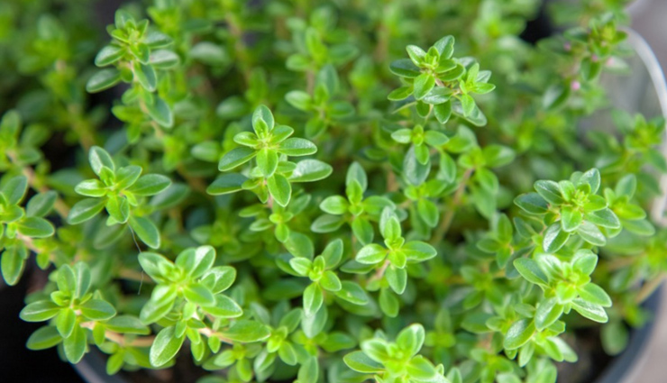 health benefits of thyme,Health tips,healthy living,thyme benfits