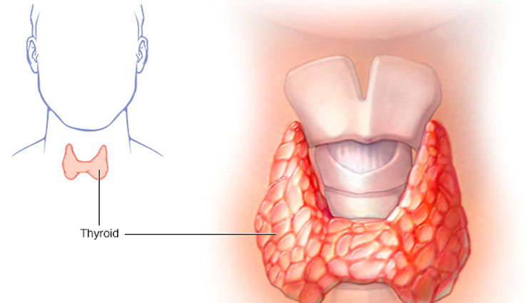 health benefits of sunflower seeds,benefits of sunflower seeds,sunflower seeds benefits,healthy living,Health tips