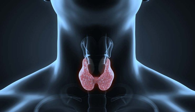 chestnut,chestnut good for health,reasons why chestnut good for health,chestnut healthy food,chestnut health benefits,healthy living,healthy food chestnut,Health tips,healthy life