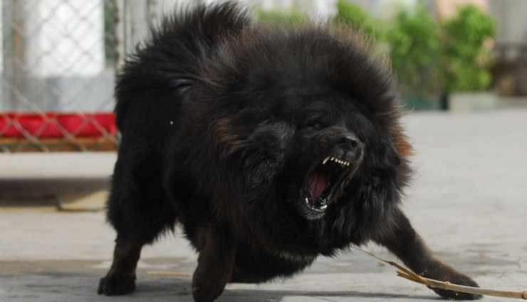 tibetan mastiff,most expensive dog,weird story ,तिबेतियन मस्टीफ ब्रीड,अजब गजब,अजब गजब खबरें