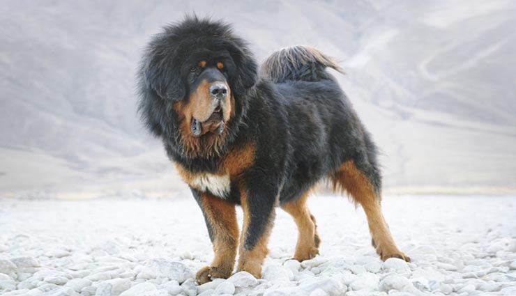 दुनिया के 5 सबसे महंगे जानवर
most expensive animals,expensive animal in world,green monkey,yuvraj,missmissi,tibetan mastiff,sir lancelot encore