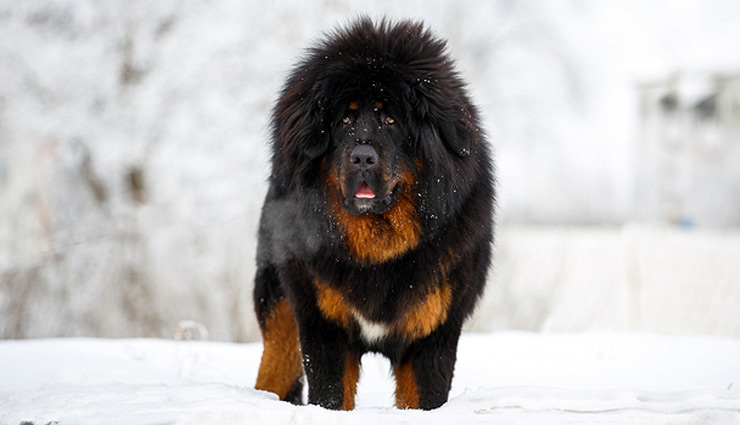 tibetan mastiff,most expensive dog,weird story