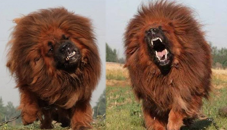 tibetan mastiff,most expensive dog,weird story ,तिबेतियन मस्टीफ ब्रीड,अजब गजब,अजब गजब खबरें